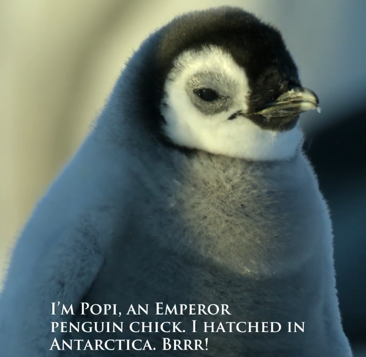 Popi the Penguin